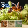 Sonic Defend - ants, solar, max. 2 x 400m² - Hiiren- ja jyrsiänkarkoittimet - EDX-1112000102 - 2