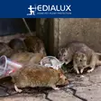 Quicksnap rat trap, promopack 2+1 pcs - Hiiren- ja jyrsiänkarkoittimet - EDX-1101078196 - 5