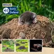 Sonic Defend - moles, solar, max. 350m³ - Hiiren- ja jyrsiänkarkoittimet - EDX-1112077959 - 2